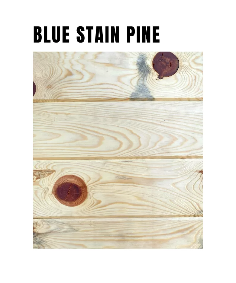 Blue Stain Pine Sample